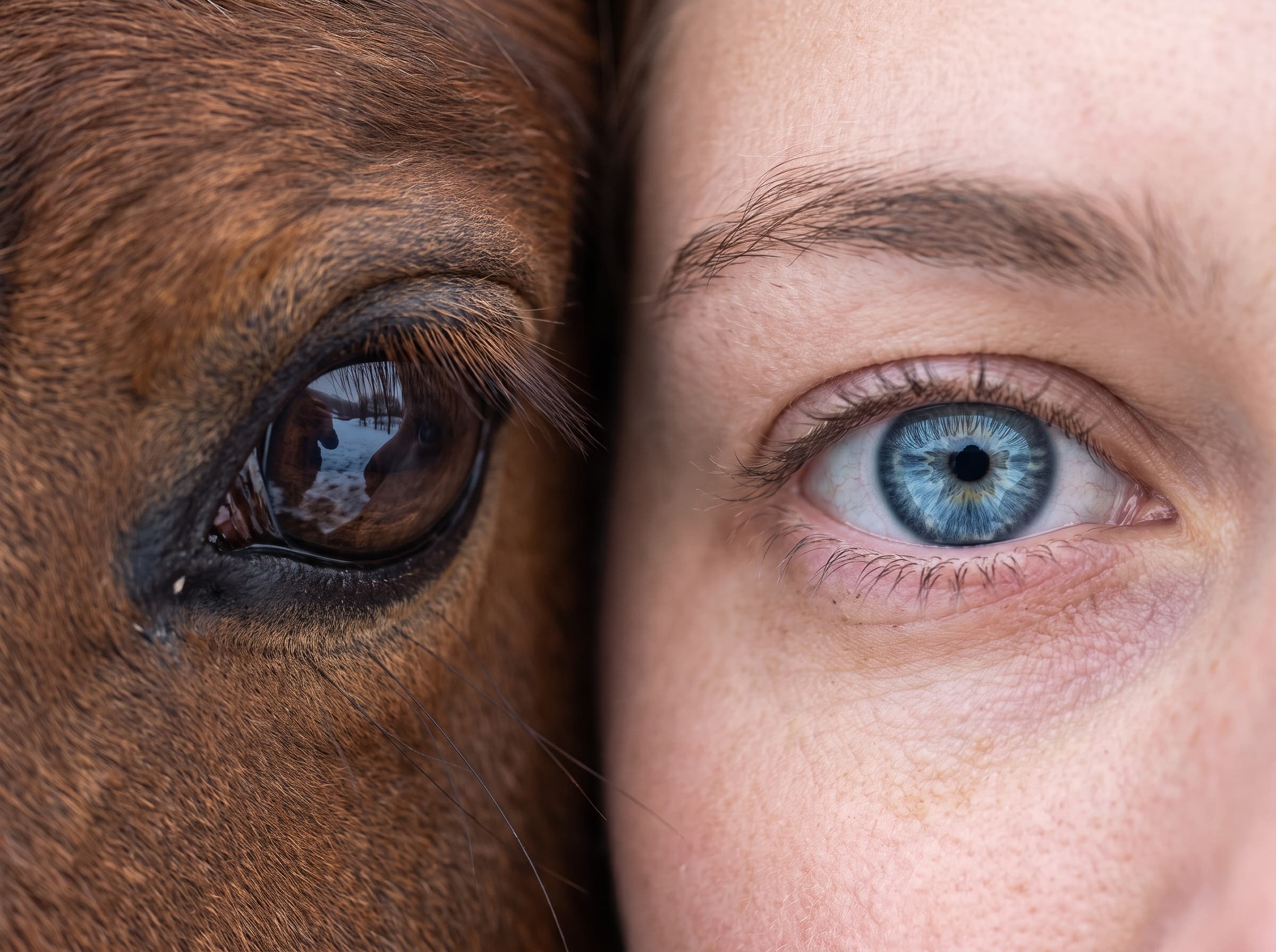 Close-up of a horse's eye beside a rider's eye, meeting the same light